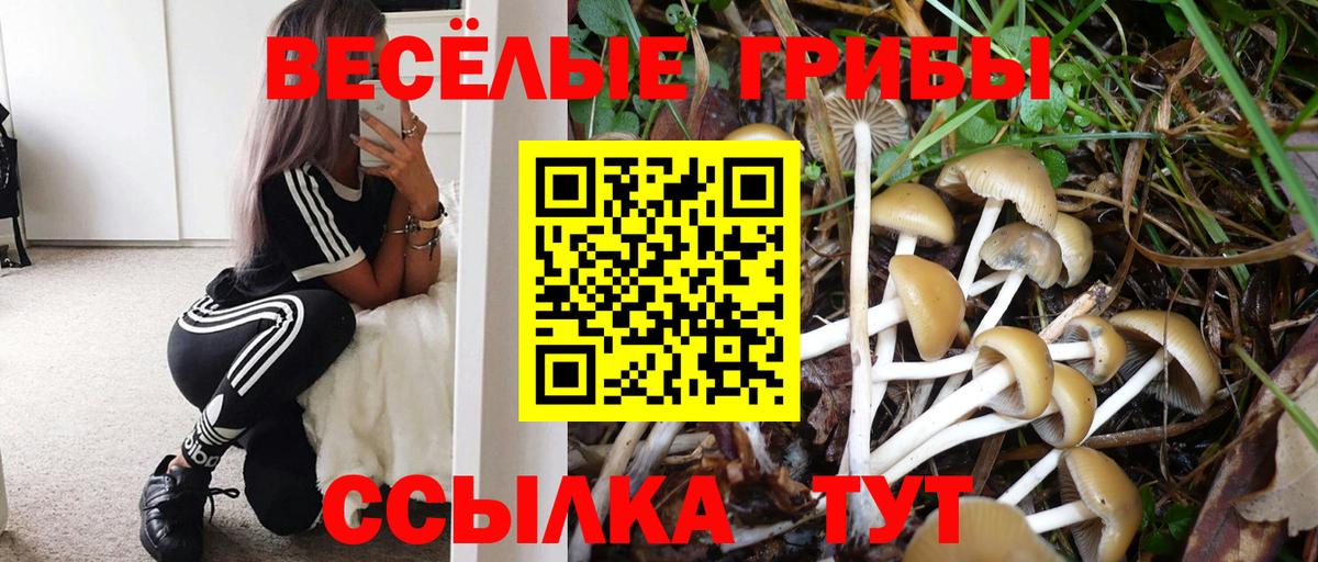 Галлюциногенные грибы Psilocybine cubensis Калининград
